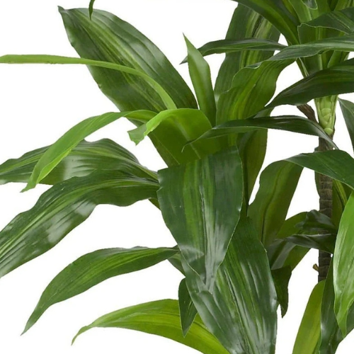 Flower & Gift Shop Elegant Dracaena Plant in Decorative Pot