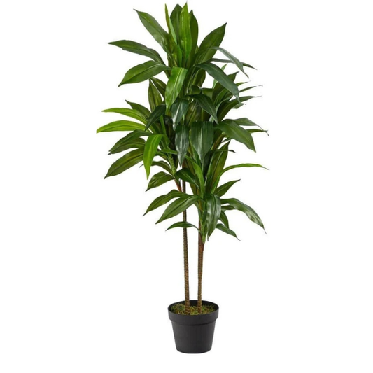 Flower & Gift Shop Elegant Dracaena Plant in Decorative Pot