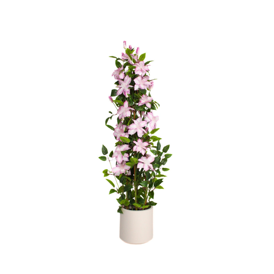 Flower & Gift Shop Rosy Blossom Climbing Plant