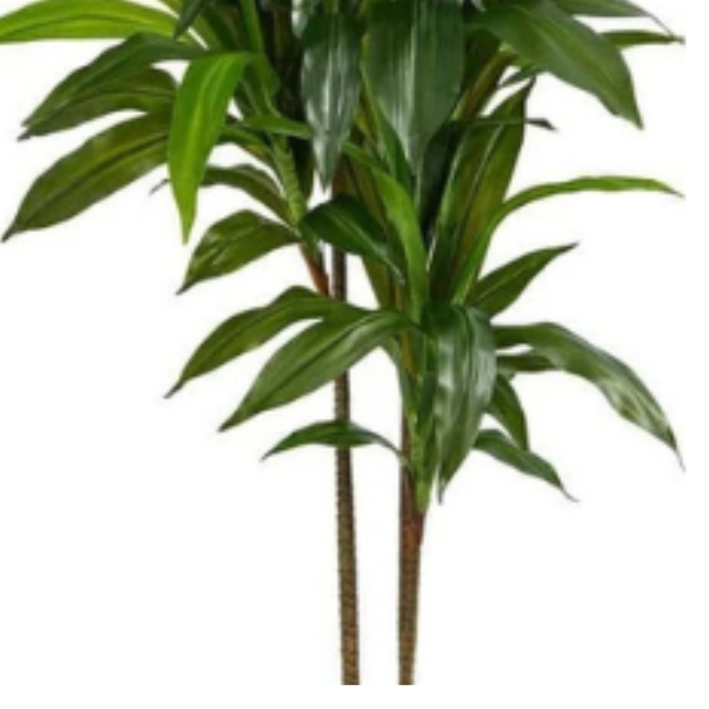 Flower & Gift Shop Elegant Dracaena Plant in Decorative Pot