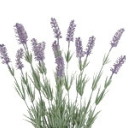 Flower & Gift Shop Purple Lavender Bloom Plant