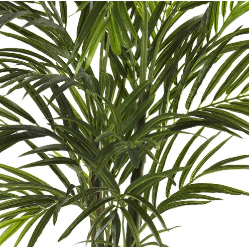 Flower & Gift Shop Majestic Indoor Palm Plant in Pot