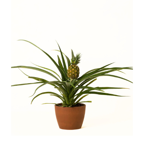 Flower & Gift Shop Pineapple Plant in Decorative Pot